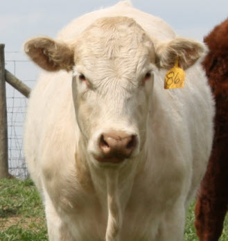 Cow