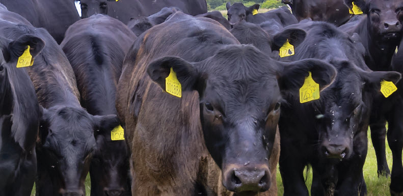 Herd of cows